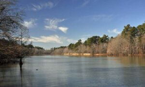 Serene view of Millwood Lake in Texarkana, Arkansas, with calm waters reflecting the clear blue sky and trees along the shoreline in the distance.