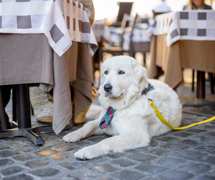Large white dog wearing a plaid bandana lying on the ground at an outdoor café
