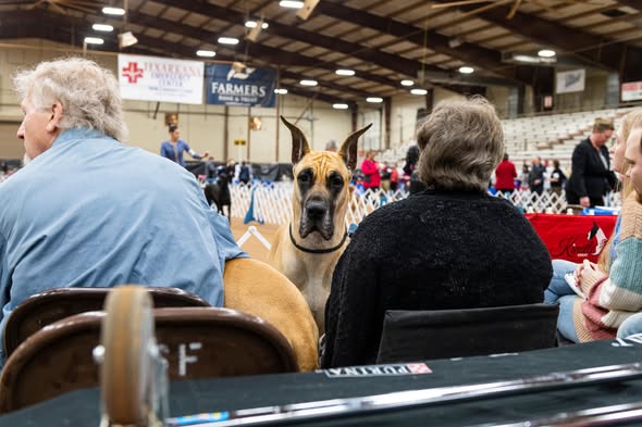 Great Dane in the show ring at the AKC Dog Show.
