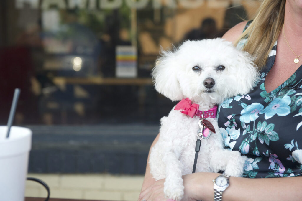 A woman holding a small white fluffy dog wearing a pink bow collar outside a shop in Texarkana Arkansas.
