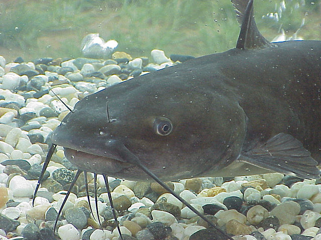 Channel catfish close-up showing distinctive barbels, resting on a rocky gravel bottom