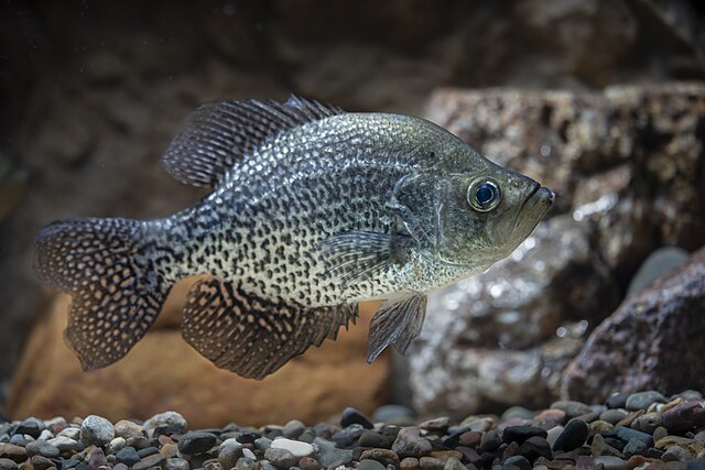 Black crappie (Pomoxis nigromaculatus) swimming near a rocky gravel bottom in clear water
