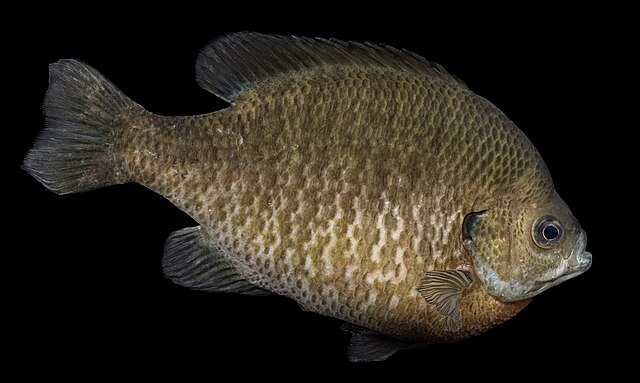 Bluegill (Lepomis macrochirus) shown in profile against a black background, displaying distinctive rounded body and scaled pattern