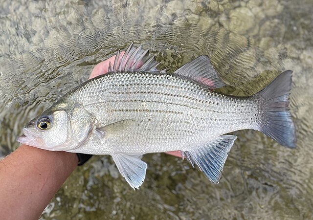 White bass (Morone chrysops) held in hand showing distinctive horizontal stripes, caught in shallow water