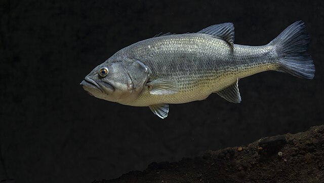 Largemouth bass (Micropterus salmoides) swimming near a rocky bottom against a dark background